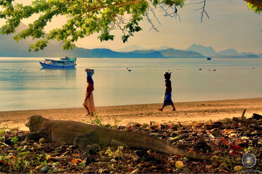 EigenART Zwischen Urzeit und Moderne PLATUX Art Fotokunst Komodowaran Insel Komodo Indonesien