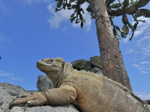 Santa Fe Leguan Drusenkopf vor seinem Kaktus Insel Santa Fe Galapagos Nationalpark Ecuador