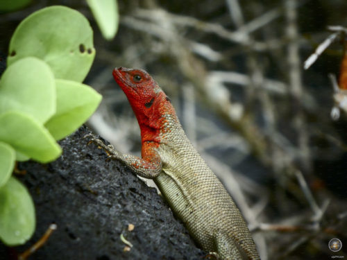 Poj niam lava lizard ntawm Espanola Galapagos National Park Ecuador