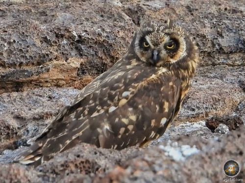 Diurnal short-eared owl on Genovesa Island Galapagos National Park Ecuador