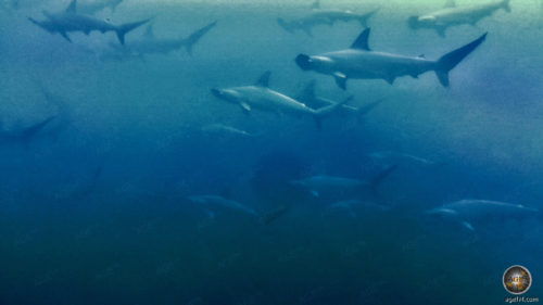 Tierfoto zeigt 20 Hammerhaie beim Tauchen am Kicker Rock vor San Cristobal. Unterwasseraufnahme im Galapagos Nationalpark UNESCO Weltnaturerbe Ecuador