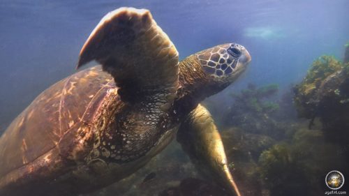 Nahaufnahme grüne Meeresschildkröte im Profil. Tierfoto im Galapagos Nationalpark UNESCO Weltnaturerbe Ecuador