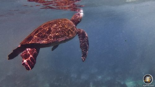 Unterwasseraufnahme einer grünen Meeresschildkröte die auftaucht. Tierfoto im Galapagos Nationalpark UNESCO Weltnaturerbe Ecuador