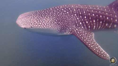 Animal photo of a whale shark. Underwater shot while swimming with whale sharks at Baja California La Paz in Mexico