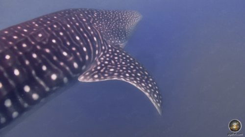 Animal photo shows the gills of the whale shark. Underwater photo taken at Baja California near La Paz in Mexico