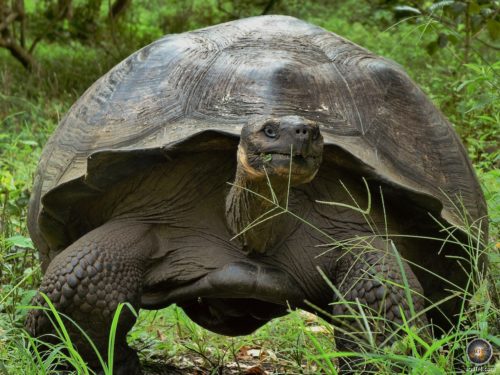 Wildlife photo of a Galapagos giant tortoise in the highlands of Ssanta Cruz island, Ecuador