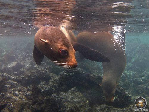 Animal photo shows 2 Galapagos fur seals. Underwater shot while snorkeling on Marchena Island Galapagos Ecuador