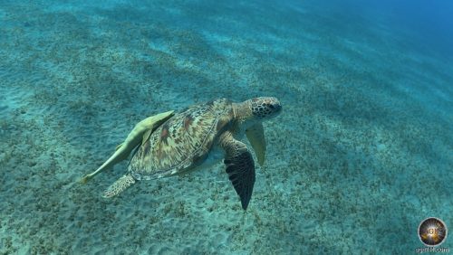 Meeresschildkröte beim Tauchen am Roten Meer - The Oasis Marsa Alam Rotes Meer Ägypten