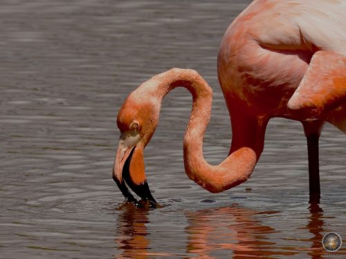 Galapagos Flamingo (Phoenicopteridae) auf der Insel Isabela im Galapagos Nationalpark Ecuador