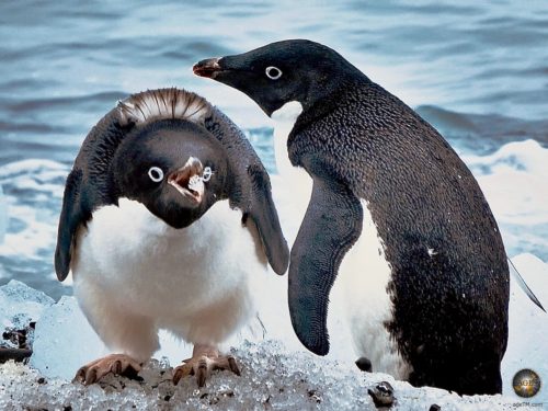 Adelie penguins (Pygoscelis adeliae) in Antarctica with chunks of ice in their beak.