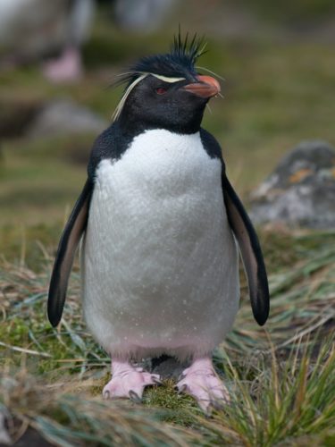 The rockhopper penguin (Eudyptes chrysocome) Penguin family (Spheniscidae) Within the genus of crested penguins, the rockhopper penguin is the smallest species