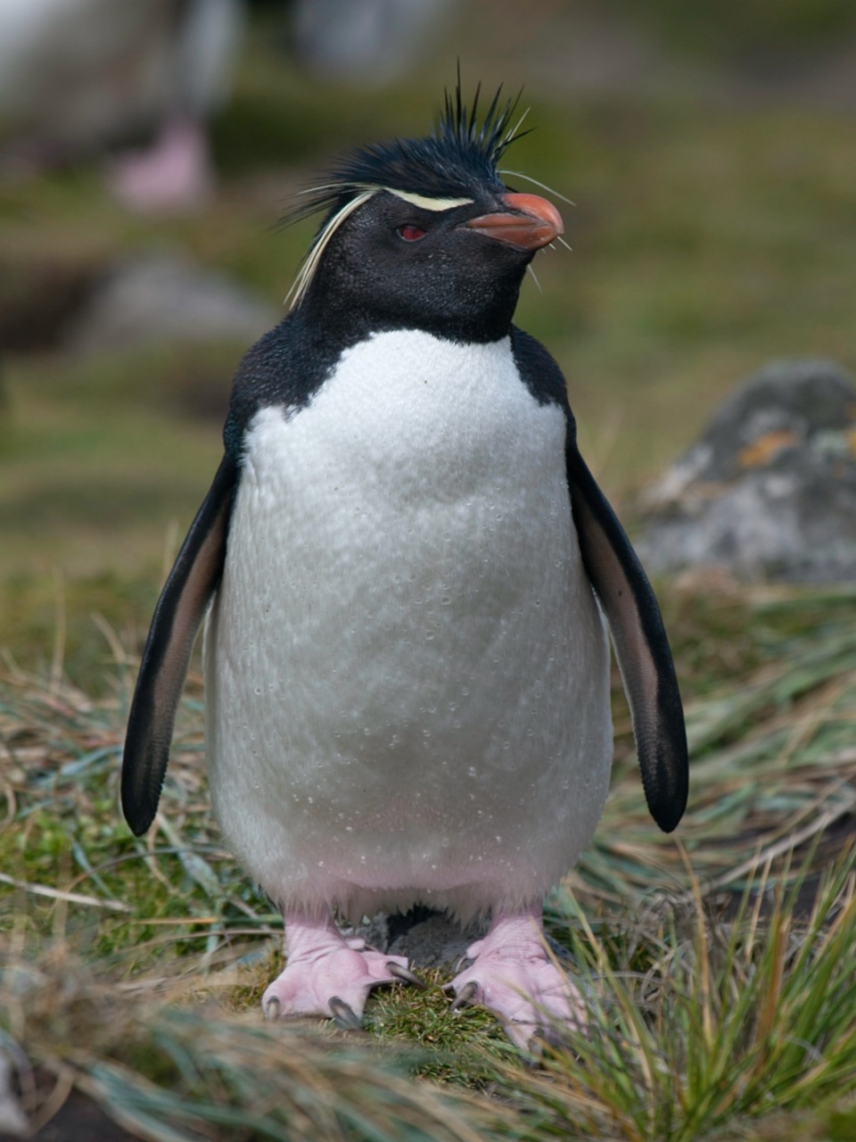 Pinguine der Antarktis & der subantarktischen Inseln - AGE™ Travel Magazine