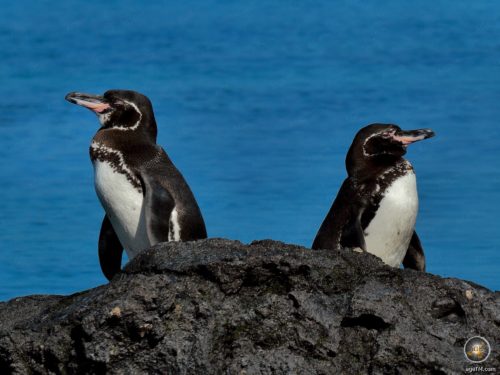 Galapagos penguins on the back of Isabela Island Galapagos National Park Ecuador