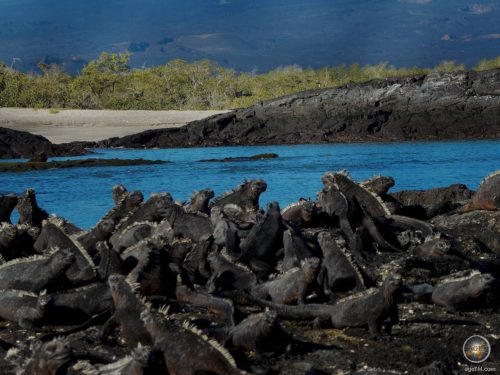 Large group of marine iguanas sunbathing on the Galapagos island of Fernandina