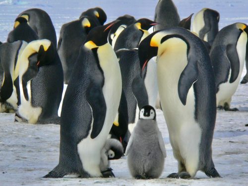 Emperor penguins (Aptenodytes forsteri) with chicks in Antarctica.