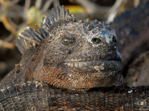 Dúnadh iguana mara ar na hOileáin Galapagos in Eacuadór