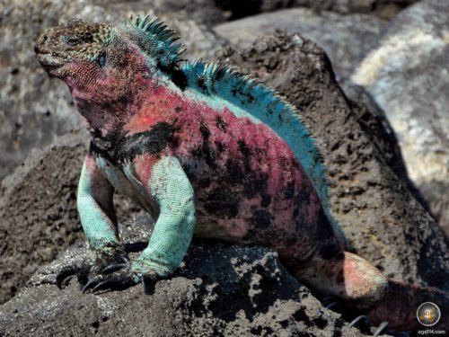 Marine iguanas in full color on Espanola Island in the Galapagos National Park, Ecuador
