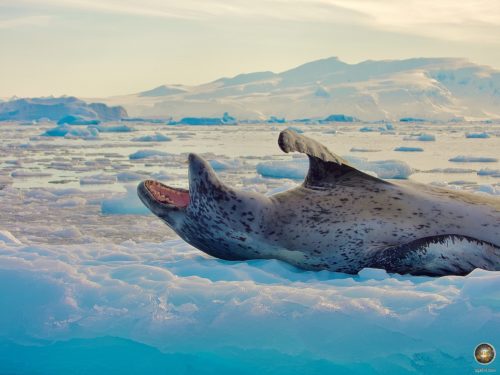 Leopard seal (Hydrurga leptonyx) with open mouth.