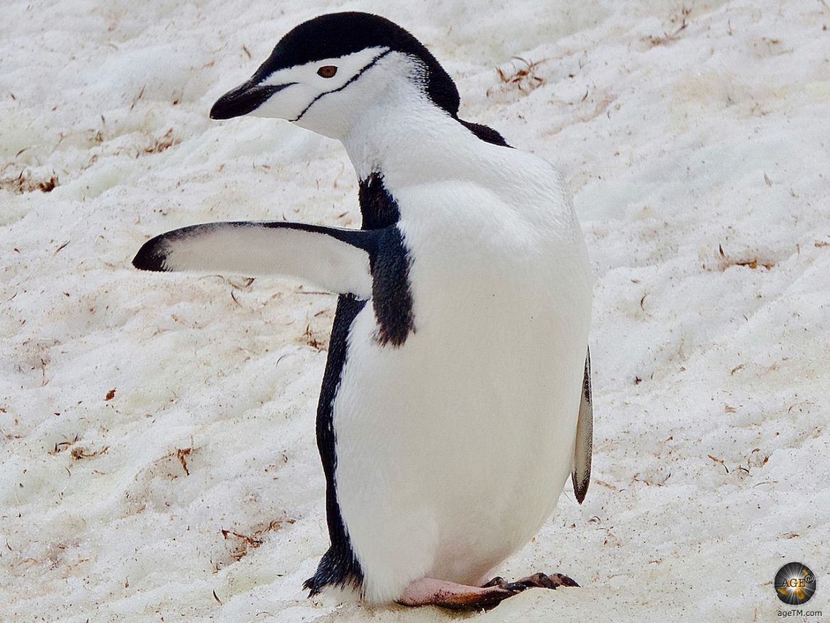 Zügelpinguin Kehlstreifpinguin (Pygoscelis antarctica) im Schnee - Halfmoon Island Antarktische Gewässer - Sea Spirit Antarktis Expedition