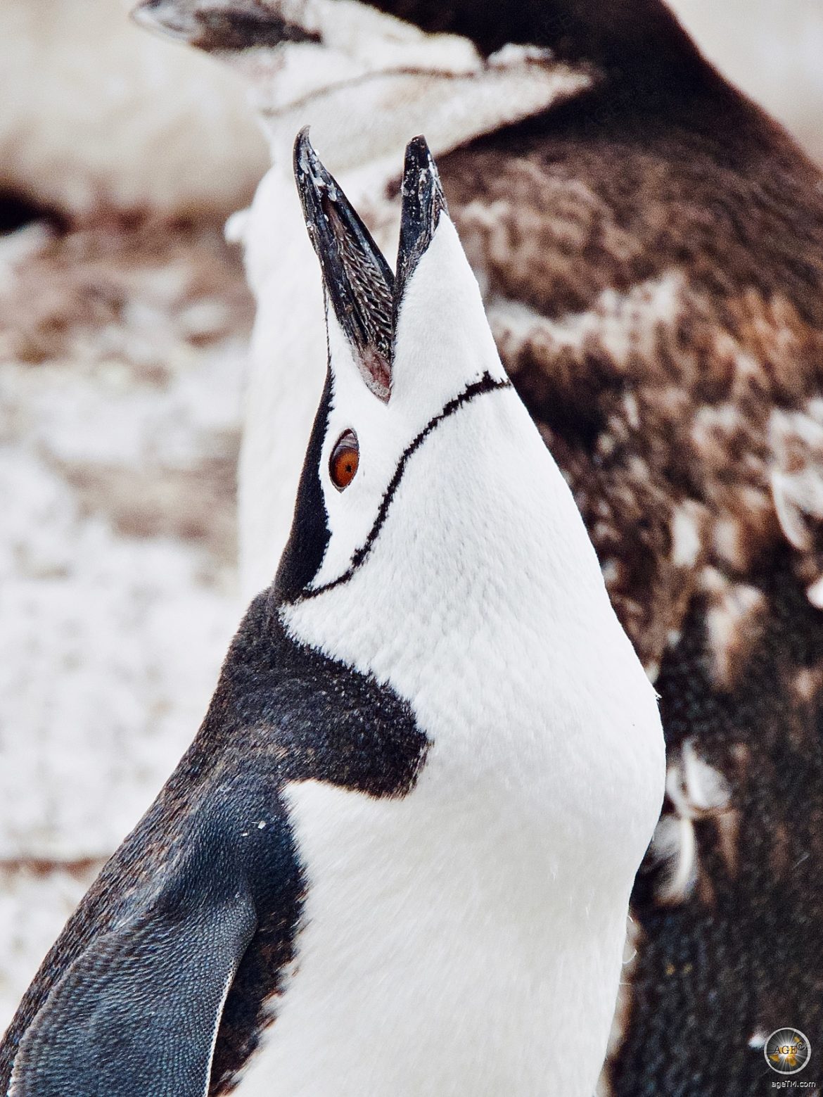 Zügelpinguin Kehlstreifpinguin (Pygoscelis antarctica) ruft - Halfmoon Island - Sea Spirit Antarktis Expedition