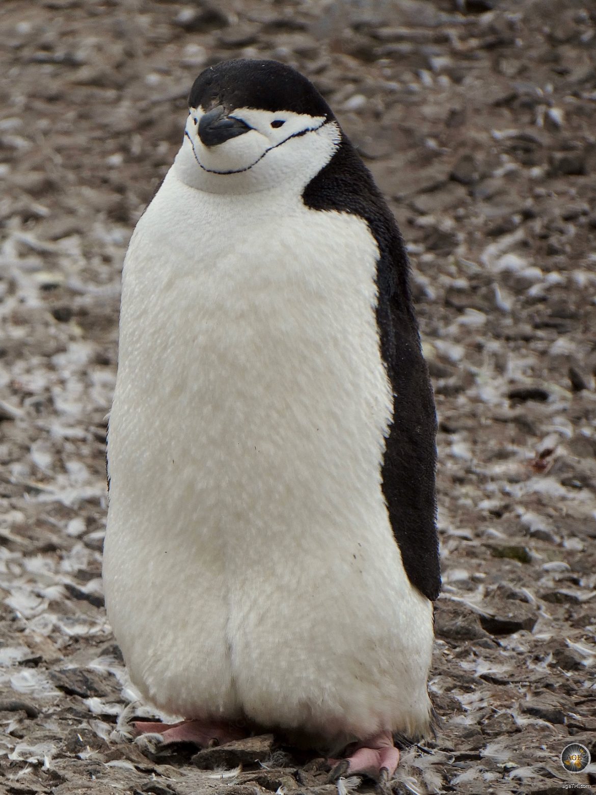 Zügelpinguine (Pygoscelis antarctica) auch Kehlstreifpinguin genannt leben in Antarktischen Gewässern - Sea Spirit Antarktis Expedition