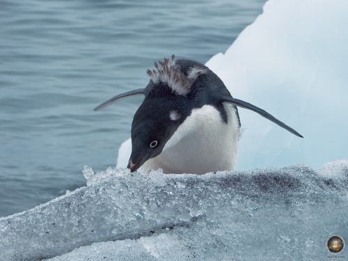 Adeliepinguin in der Antarktis beim Schnee fressen.