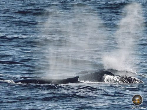 Humpback whales (Megaptera novaeangliae) in the Southern Ocean - Antarctic waters - Antarctic cruise Sea Spirit