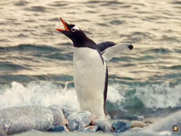 Ein Eselspinguin ruft am Südpolarmeer.