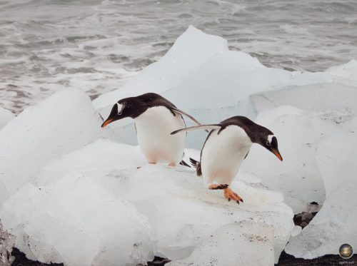 Eselspinguine im Eis am Antarctic Sound
