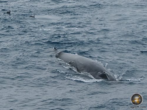 Fin whale (Balaenoptera physalus) in the Southern Ocean - Antarctic waters - Antarctic cruise Sea Spirit