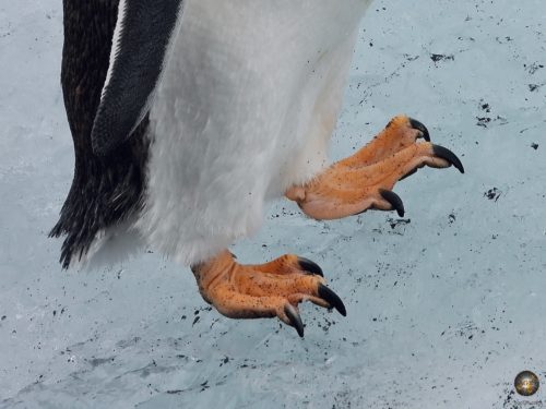 Detail photo of the feet of a gentoo penguin.