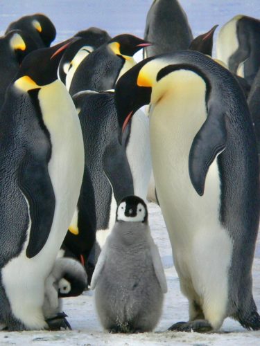 Kaiserpinguine mit Küken - Der Kaiserpinguin (Aptenodytes forsteri) ist die größte Art der Pinguine (Spheniscidae) - Antarktis Expedition