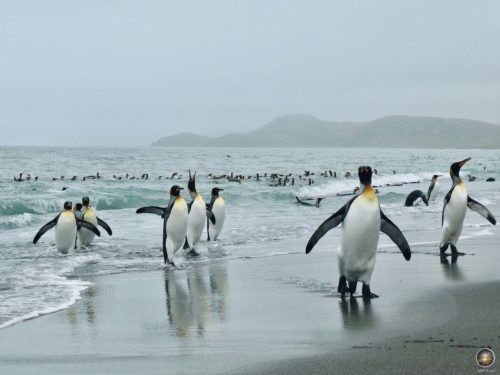 Königspinguine am Strand Salisbury Plain in Südgeorgien - Antarktisreise mit der Sea Spirit