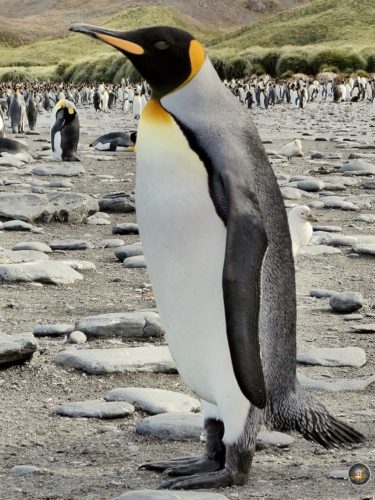 King penguin on the sub-Antarctic island of South Georgia.
