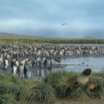 Pinguinkolonie und Seebären bei Salisbury Plain in Südgeorgien