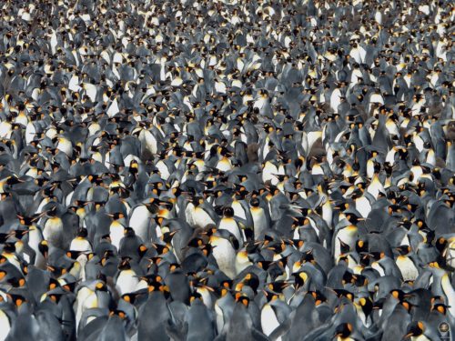 King penguin colony on South Georgia Subantarctic Island - Antarctic Expedition Sea Spirit