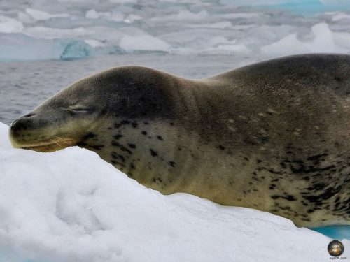 Leopard seal portrait (Hydrurga leptonyx) in Antarctica.