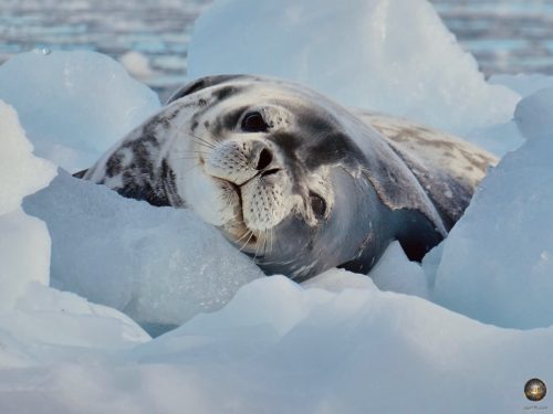 Ruhende Weddellrobbe im antarktischen Eis.