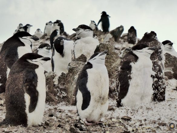 Zügelpinguin-Kolonie in der katastrophalen Mauser