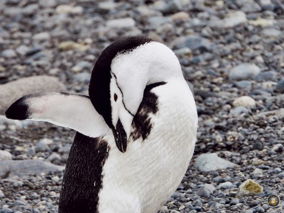 Zügelpinguin Portrait - Halfmoon Island Antarktische Gewässer - Sea Spirit Antarktis Expedition