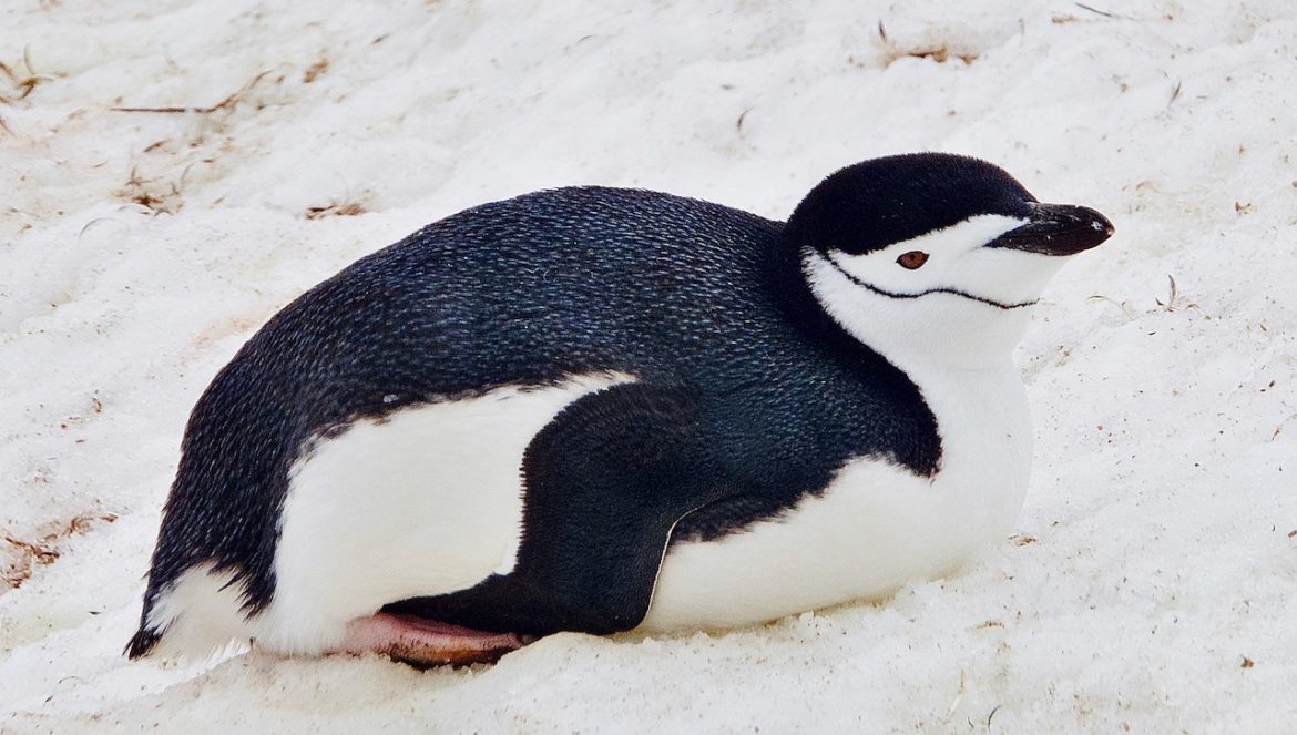 Zügelpinguin auf Halfmoon Island Antarktische Gewässer - Sea Spirit Antarktis Expedition