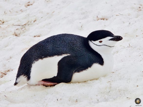 Zügelpinguin auf Halfmoon Island Antarktische Gewässer - Sea Spirit Antarktis Expedition