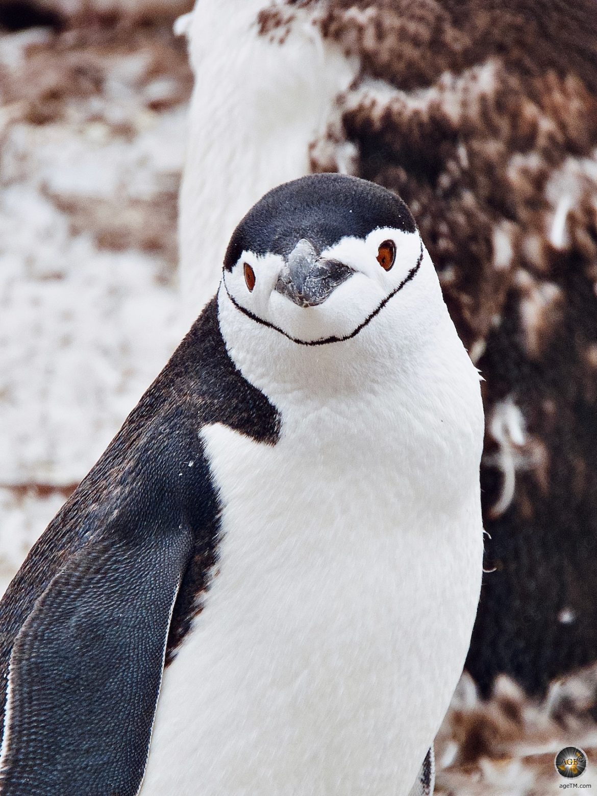 Zügelpinguin auf Halfmoon Island - Poseidon Antarktik Expedition mit der Sea Spirit