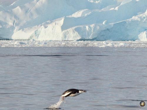 Zügelpinguin im Sprung vor einem Eisberg im Südlichen Polarmeer.