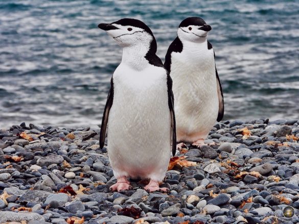 Zügelpinguine am Strand von Halfmoon Island Antarktische Gewässer - Sea Spirit Antarktis Expedition