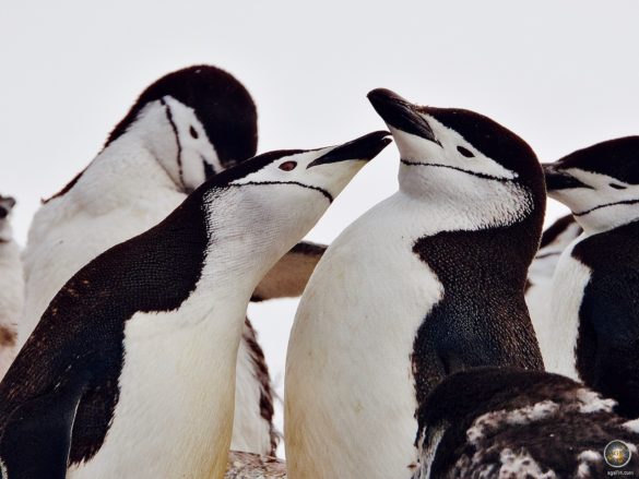 Zügelpinguine (Pygoscelis antarctica) auf Halfmoon Island - Antarktische Gewässer - Sea Spirit Antarktis Expedition