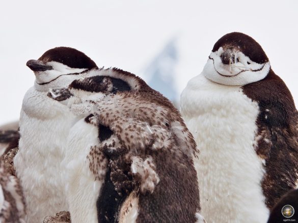 Zügelpinguine in der Mauser - Halfmoon Island Antarktische Gewässer - Sea Spirit Antarktis Expedition