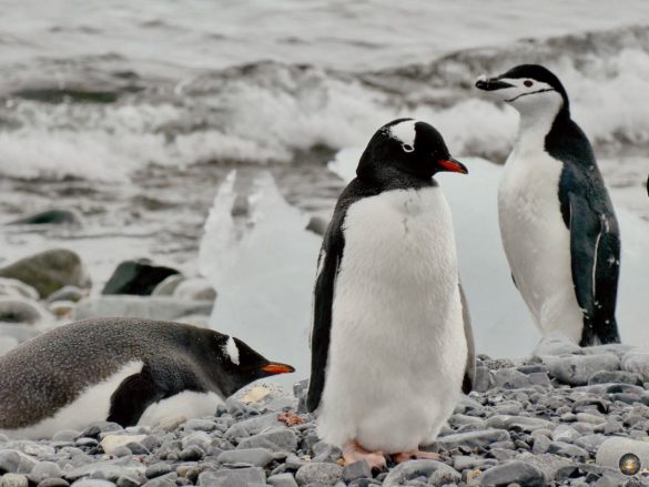 Eselspinguine und Zügelpinguin bei Halfmoon Island Südliche Shetlandinseln - Sea Spirit Antarktis Expedition