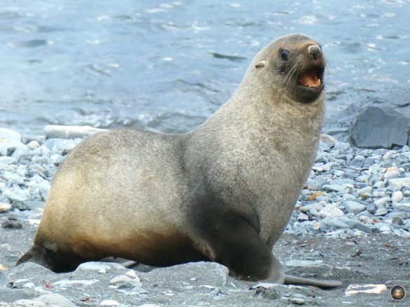 Antarktischer Seebär (Arctocephalus gazella) auf Halfmoon Island - Sea Spirit Antarktis-Expedition