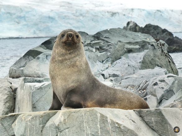 Antarktischer Seebär in der Subantarktis